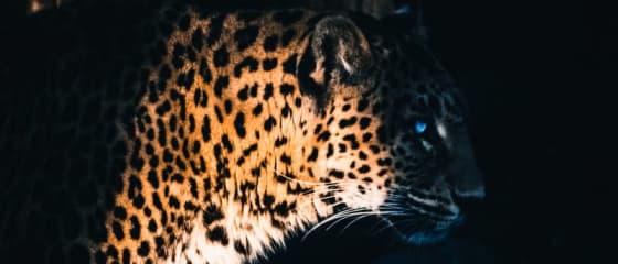 Yggdrasil s'associe à ReelPlay pour sortir les Jaguar SuperWays de Bad Dingo