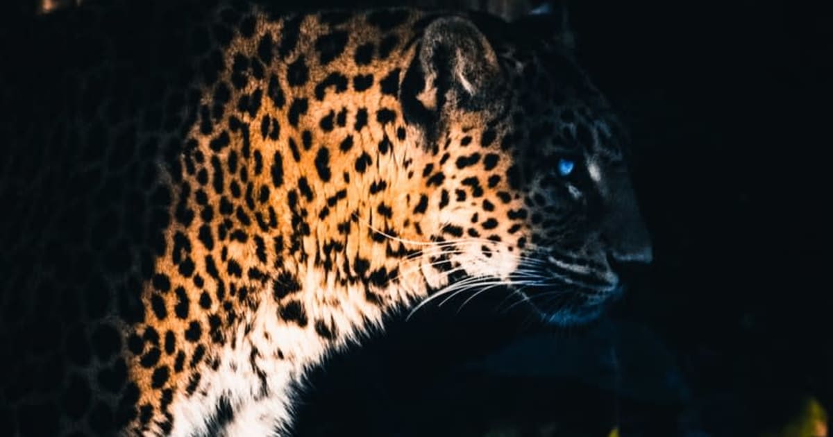 Yggdrasil s'associe Ã  ReelPlay pour sortir les Jaguar SuperWays de Bad Dingo